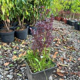 Барбарис Тунберга Коронита (Coronita)