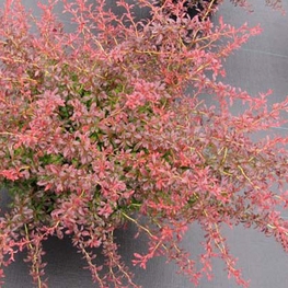 Барбарис Тунберга Оранж Дрим (Orange Dream)