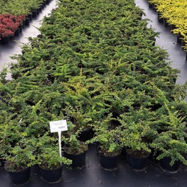 Барбарис Тунберга Грин Карпет (Green Carpet)