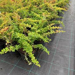 Барбарис Тунберга Грин Карпет (Green Carpet)