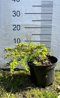 Барбарис Тунберга Грин Карпет (Green Carpet)