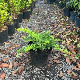 Барбарис Тунберга Грин Карпет (Green Carpet)