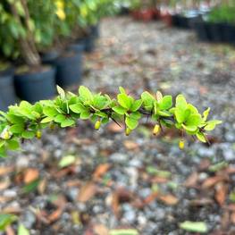Барбарис Тунберга Грин Карпет (Green Carpet)