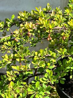 Барбарис Тунберга Грин Карпет (Green Carpet)