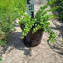 Барбарис Тунберга Грин Карпет (Green Carpet)