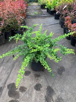 Барбарис Тунберга Грин Карпет (Green Carpet)