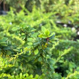 Барбарис Тунберга Грин Карпет (Green Carpet)
