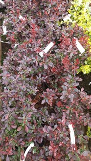 Барбарис Тунберга Атропурпуреа Нана (Atropurpurea Nana)