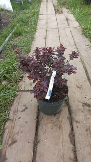 Барбарис Тунберга Атропурпуреа Нана (Atropurpurea Nana)