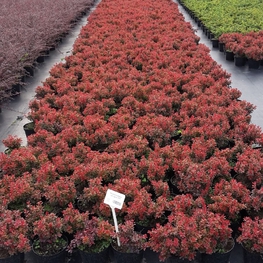 Барбарис Тунберга Адмирейшен (Admeirish)