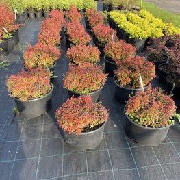 Барбарис Тунберга Адмирейшен (Admeirish)