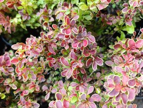 Барбарис Тунберга Адмирейшен (Admeirish)