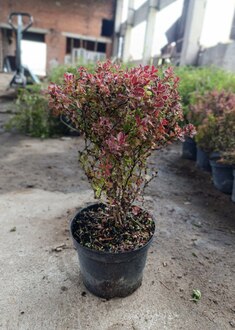 Барбарис Тунберга Адмирейшен (Admeirish)