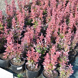 Барбарис Тунберга Ред Рокет (Red Rocket)