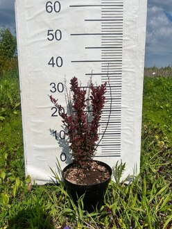 Барбарис Тунберга Ред Рокет (Red Rocket)