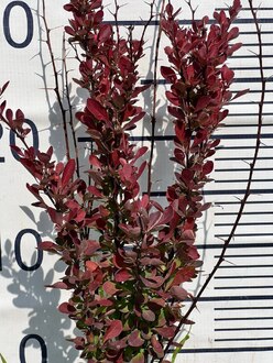 Барбарис Тунберга Ред Рокет (Red Rocket)