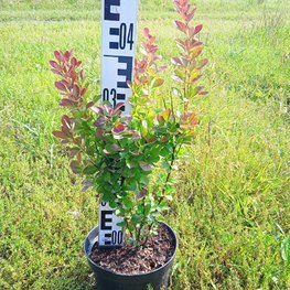 Барбарис Тунберга Ред Рокет (Red Rocket)