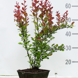 Барбарис Тунберга Ред Рокет (Red Rocket)