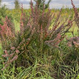 Барбарис Тунберга Ред Рокет (Red Rocket)