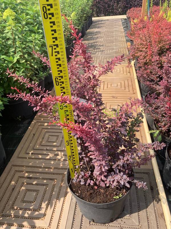 Барбарис Тунберга Розе Глоу (Rose Glow)