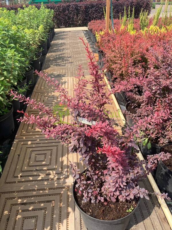 Барбарис Тунберга Розе Глоу (Rose Glow)