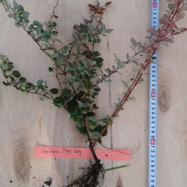 Барбарис Тунберга Розе Глоу (Rose Glow)