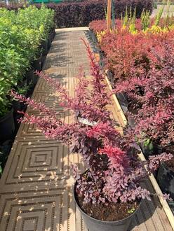 Барбарис Тунберга Розе Глоу (Rose Glow)