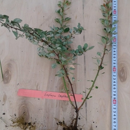 Барбарис Тунберга Старберст (Starburst)