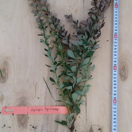 Барбарис Тунберга Ред Пиллар (Red Pillar)