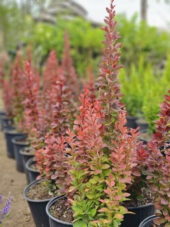 Барбарис Тунберга Ред Пиллар (Red Pillar)