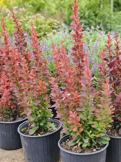 Барбарис Тунберга Ред Пиллар (Red Pillar)