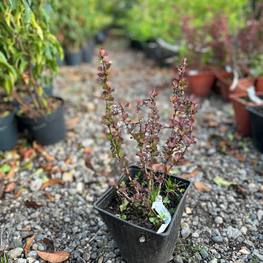 Барбарис Тунберга Ред Пиллар (Red Pillar)