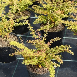 Барбарис Тунберга Грин Орнамент (Green Ornament)