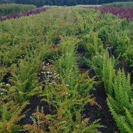 Барбарис Тунберга Грин Орнамент (Green Ornament)