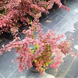 Барбарис Тунберга Голден Ринг (Golden Ring)