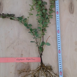 Барбарис Тунберга Голден Ринг (Golden Ring)