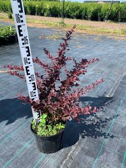 Барбарис Тунберга Голден Ринг (Golden Ring)