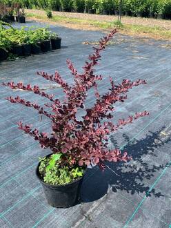 Барбарис Тунберга Голден Ринг (Golden Ring)