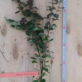 Барбарис Оттавский Сильвер Майлс (Silver Miles)