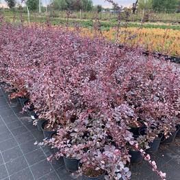 Барбарис Оттавский Сильвер Майлс (Silver Miles)