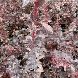 Барбарис Оттавский Сильвер Майлс (Silver Miles)