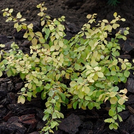 Барбарис Тунберга Голден Горизонт (Golden Horizon)