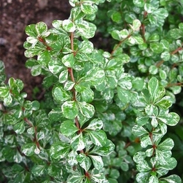 Барбарис Тунберга Келлерис (Kelleriis)