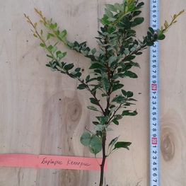 Барбарис Тунберга Келлерис (Kelleriis)