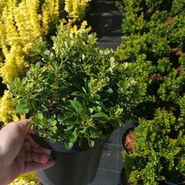 Барбарис Тунберга Кобольд (Kobold)