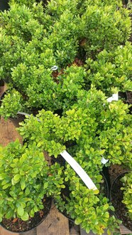 Барбарис Тунберга Кобольд (Kobold)