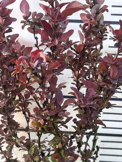 Барбарис Тунберга Конкорд (Concorde)