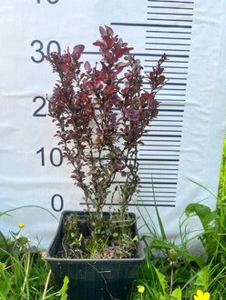 Барбарис Тунберга Конкорд (Concorde)