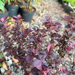 Барбарис Тунберга Конкорд (Concorde)