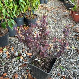 Барбарис Тунберга Конкорд (Concorde)